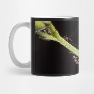 Unique and organic photo of a swarm of ants tending a treehopper Mug